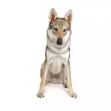 Photo Chien Loup Tchécoslovaque