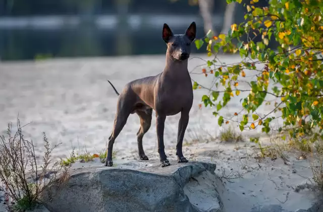Chien nu mexicain