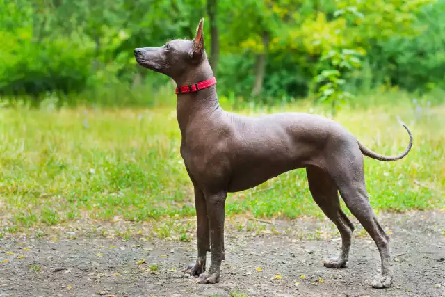 Chien nu mexicain