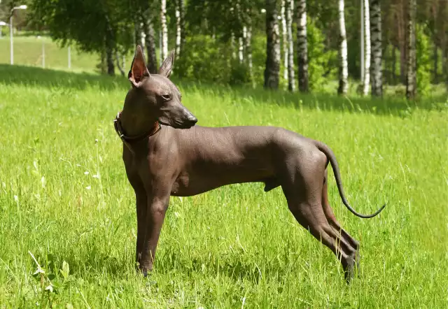 Chien nu mexicain