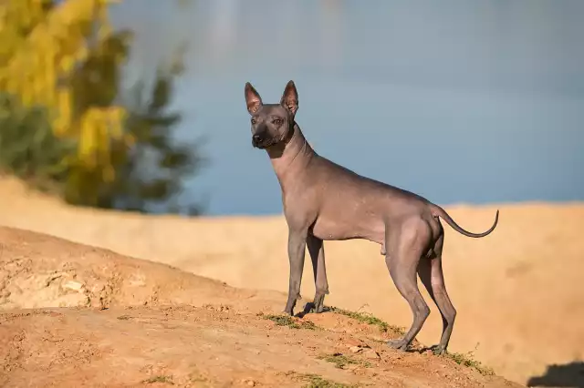 Chien nu mexicain