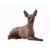 Photo Chien nu mexicain