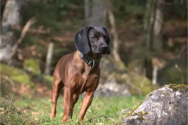 Photo Chien rouge de Bavière #1