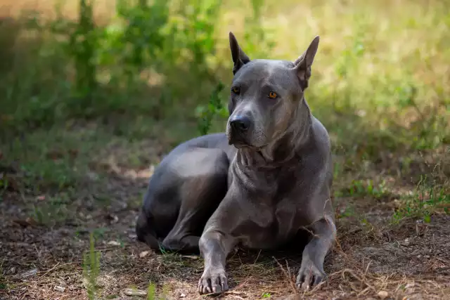 Photo Chien thaïlandais à crête dorsale #2