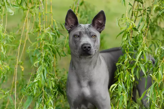 Photo Chien thaïlandais à crête dorsale #1