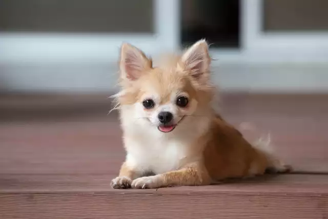Photo Chihuahua #4