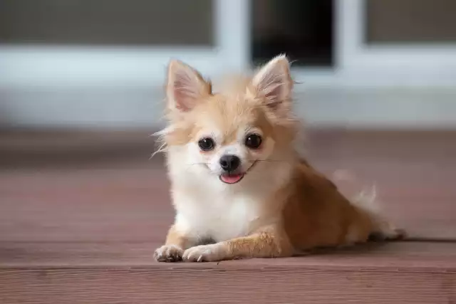 Photo Chihuahua #5
