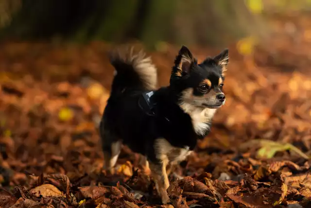 Photo Chihuahua #1