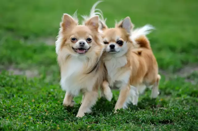 Photo Chihuahua #1