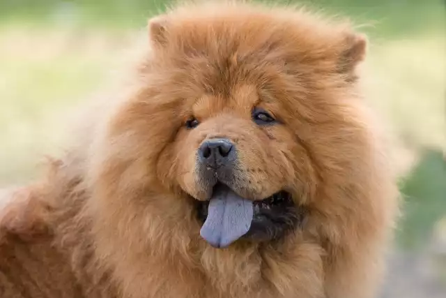 Photo Chow Chow #1