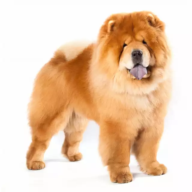 Chow Chow