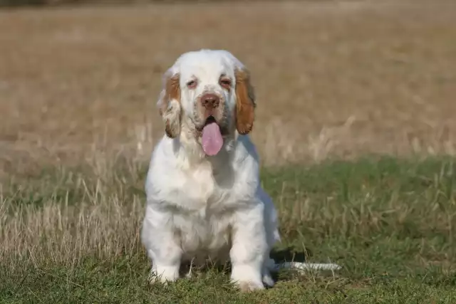 Photo Clumber Spaniel #3