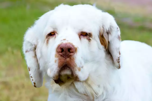 Photo Clumber Spaniel #2