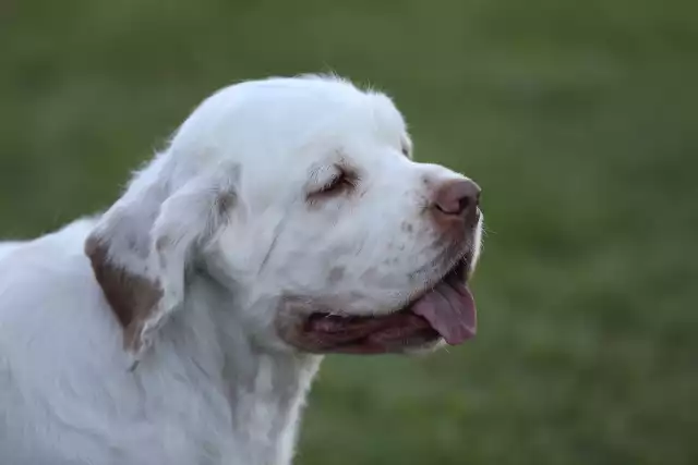 Photo Clumber Spaniel #1