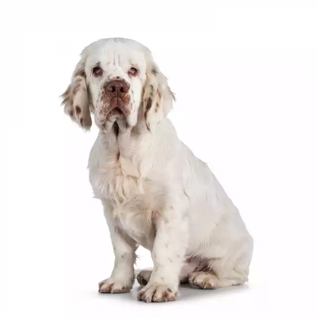 Photo Clumber-Spaniel