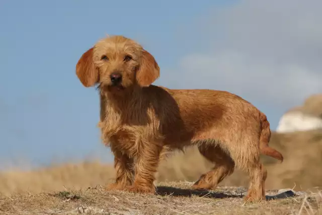 Photo Basset Fauve de Bretagne #2