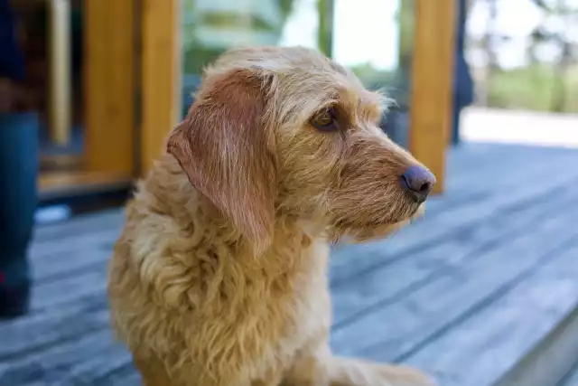 Photo Basset Fauve de Bretagne #1