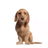 Photo Basset Fauve de Bretagne