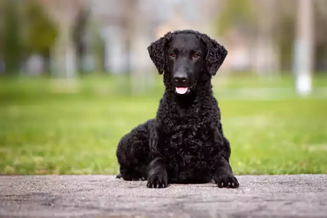 Photo Curly Coated Retriever #3