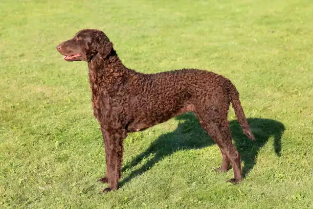 Photo Curly Coated Retriever #2