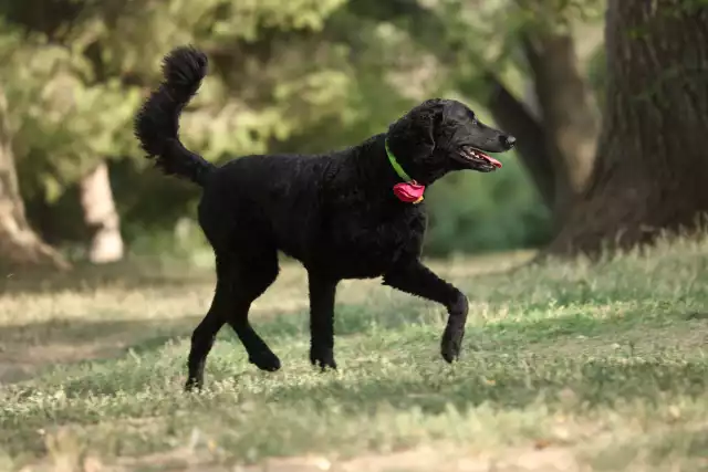 Photo Curly Coated Retriever #1