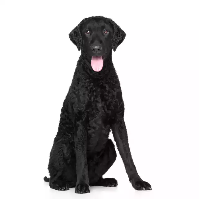 Curly Coated Retriever