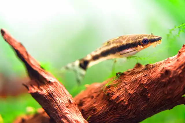 Photo Macrotocinclus affinis (Macrotocinclus affinis) #1