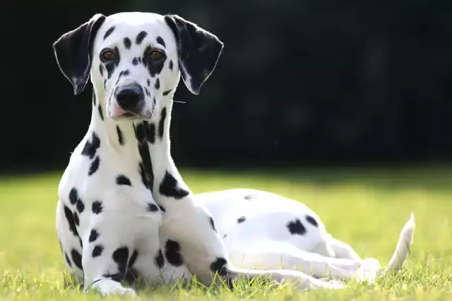 Photo Dalmatien #3