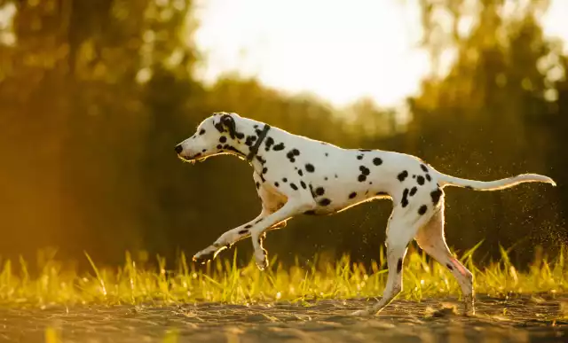 Photo Dalmatien #2