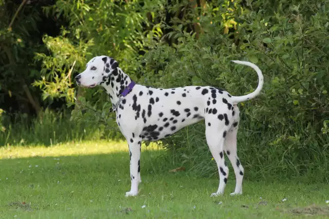 Photo Dalmatien #1