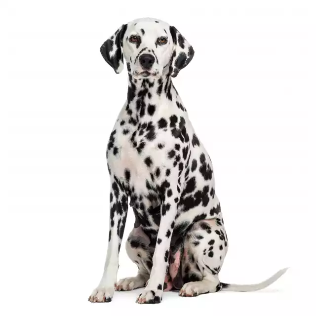 Photo Dalmatien