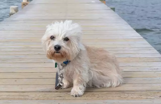 Photo Dandie-Dinmont-Terrier #2