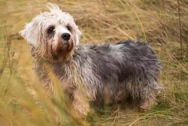 Photo Dandie-Dinmont-Terrier #1