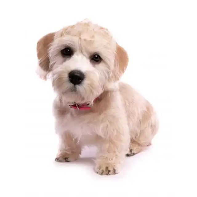 Dandie-Dinmont-Terrier