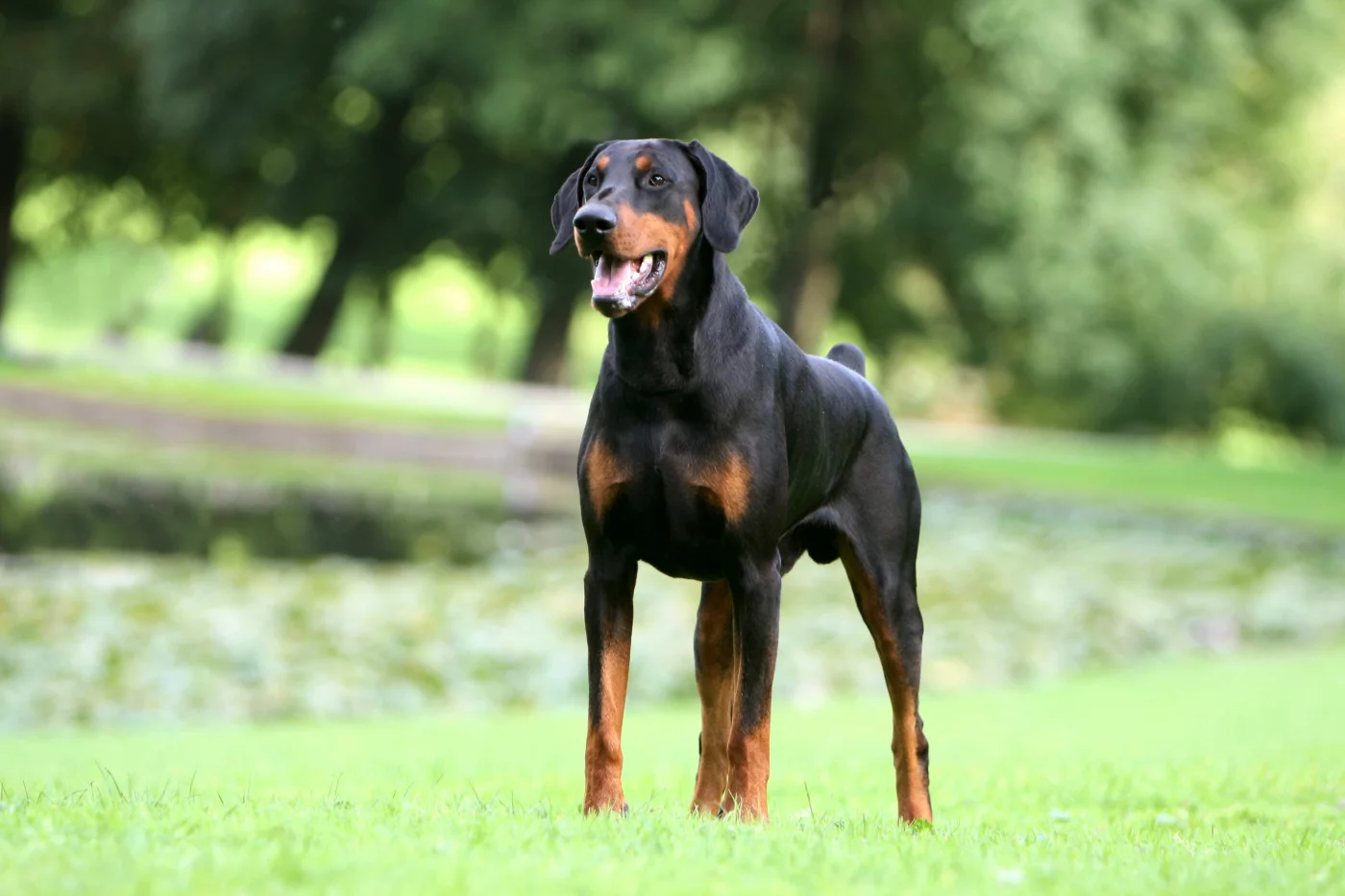 Doberman