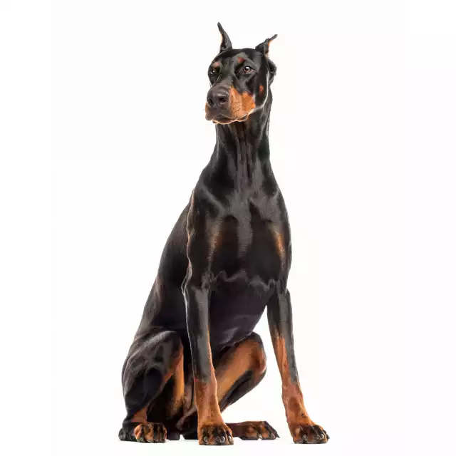 Photo Dobermann