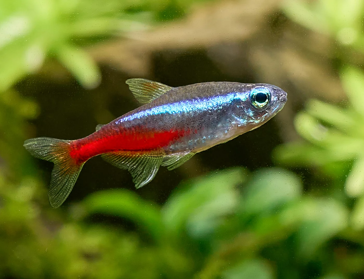 Cardinalis, néon rose Qui sont les poissons tétras ?