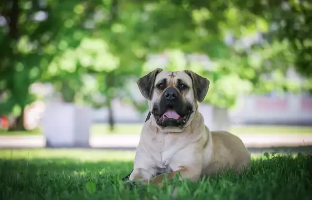 Photo Dogo Canario #2