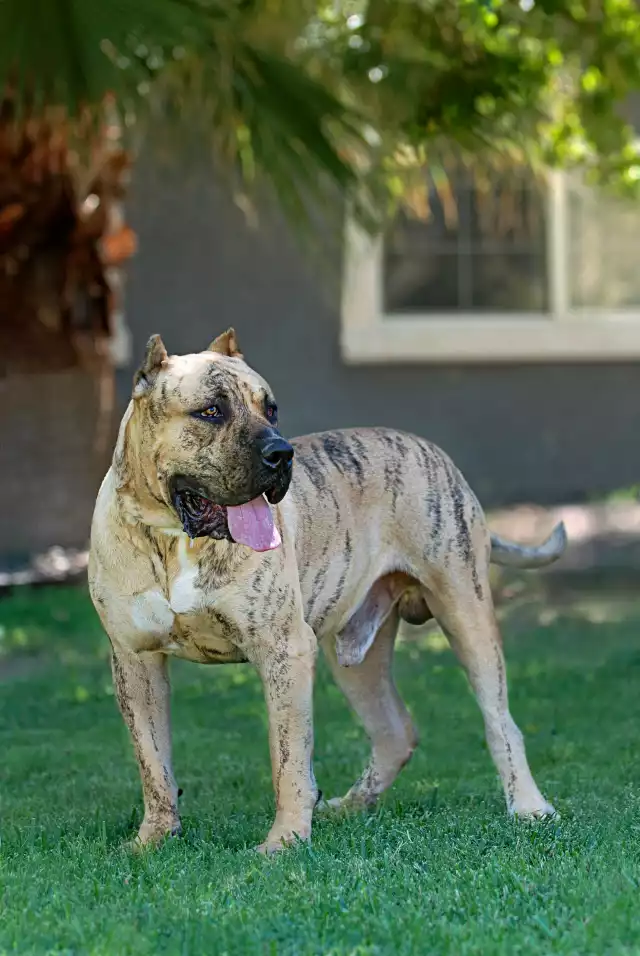 Photo Dogo Canario #1