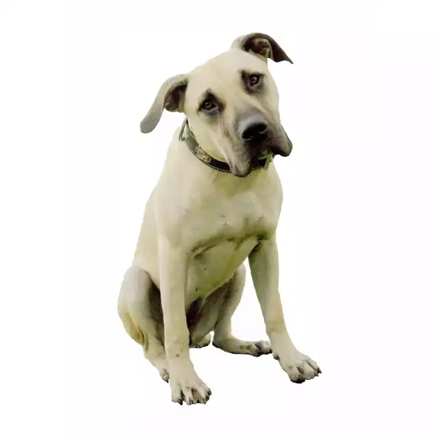 Photo Dogo Canario