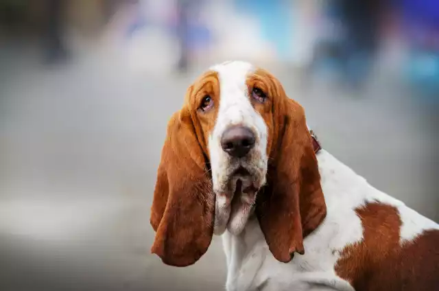 Photo Basset Hound #4