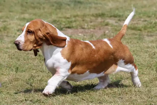 Photo Basset Hound #3