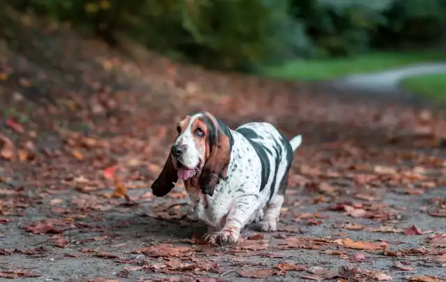 Photo Basset Hound #2