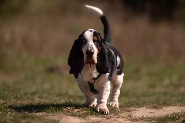 Photo Basset Hound #1