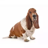 Photo Basset Hound
