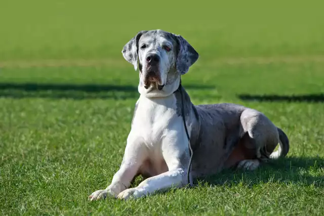 Photo Dogue Allemand #1