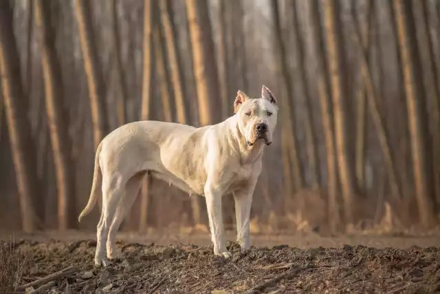 Photo Dogue Argentin #1