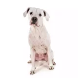 Photo Dogue Argentin