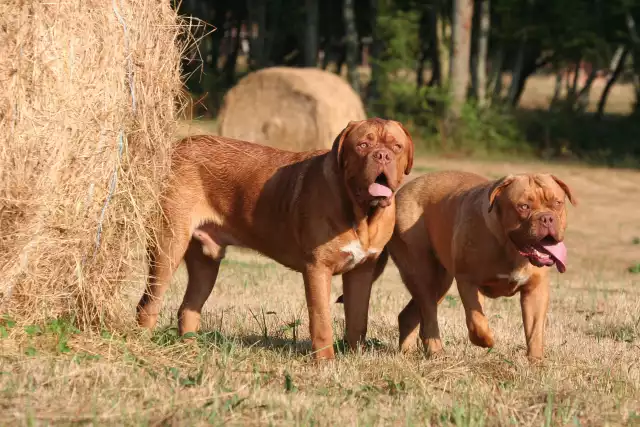 Photo Dogue de Bordeaux #3