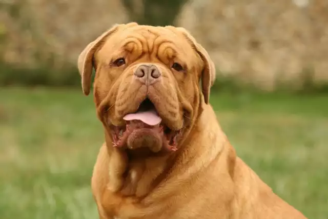 Photo Dogue de Bordeaux #2